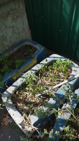 quitar las malezas de una caja de plantas