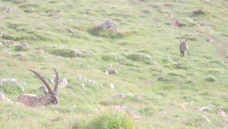 Two-Alpine-ibex-grazing-in-the-mountains-of-Schneibstein-Austria-on-a-chilly-spring-morning