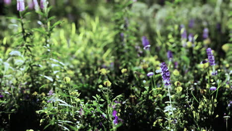 spring meadow with flowers on sunset