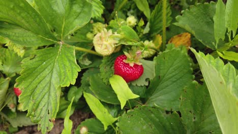 view of strawberry plants with flowers and berries ready for picking.