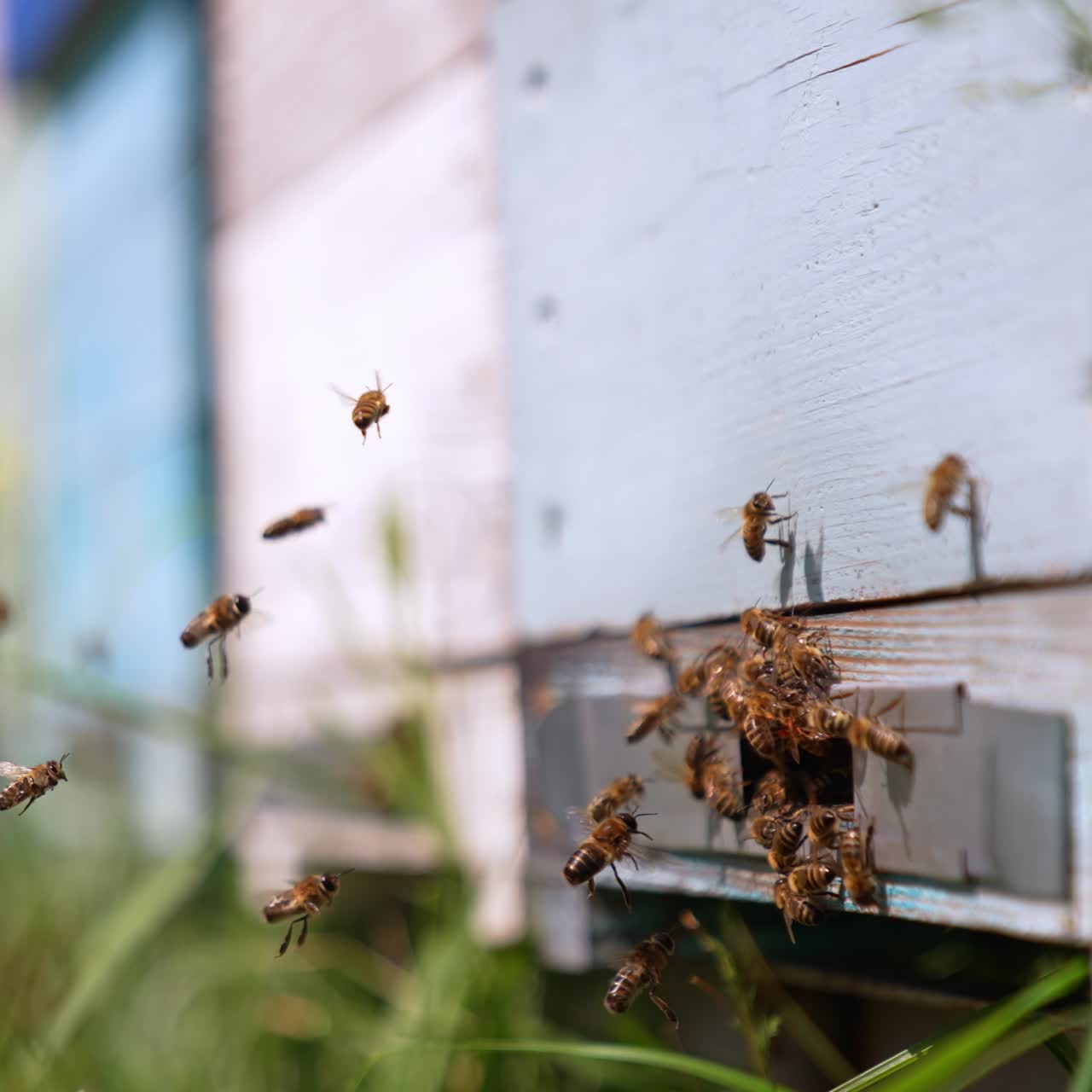 Bees flying up to their hive. Multiple insects swarming around beehive enter. Traditional bee farming concept