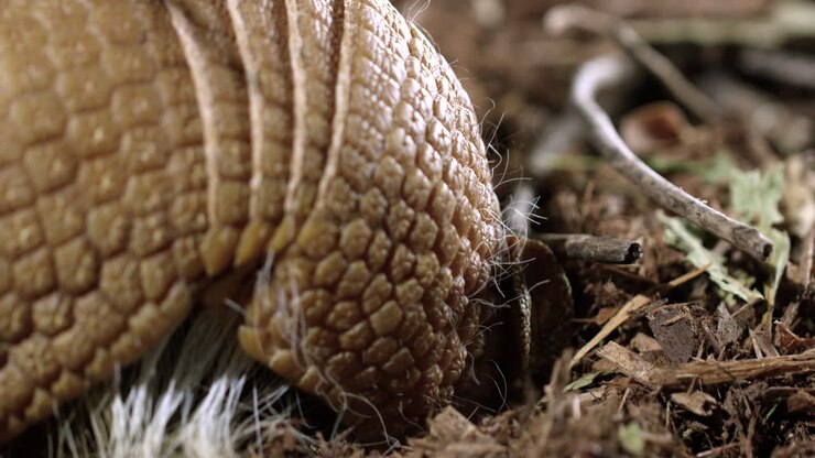 Armadillo digging for food on forest floor - close up from behind view