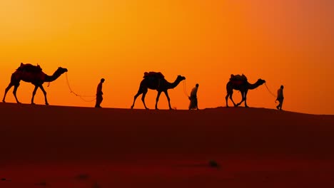 Cameleers,-camel-Drivers-at-sunset.-Thar-desert-on-sunset-Jaisalmer,-Rajasthan,-India.