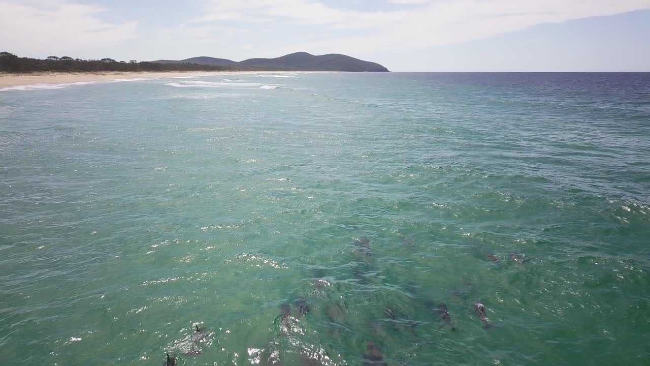 amplia vista aérea de una costa australiana y un grupo de delfines nadando cerca de la playa en nueva gales del sur mientras olas largas y pequeñas chocan en la orilla