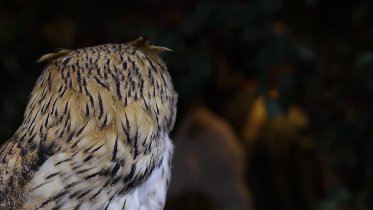 부이는 머리를 회전시켜 주변 환경을 주의 깊게 스캔합니다.