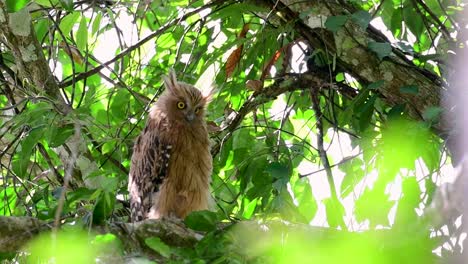 the buffy fish owl is a big owl and yet the smallest among the four fish owls