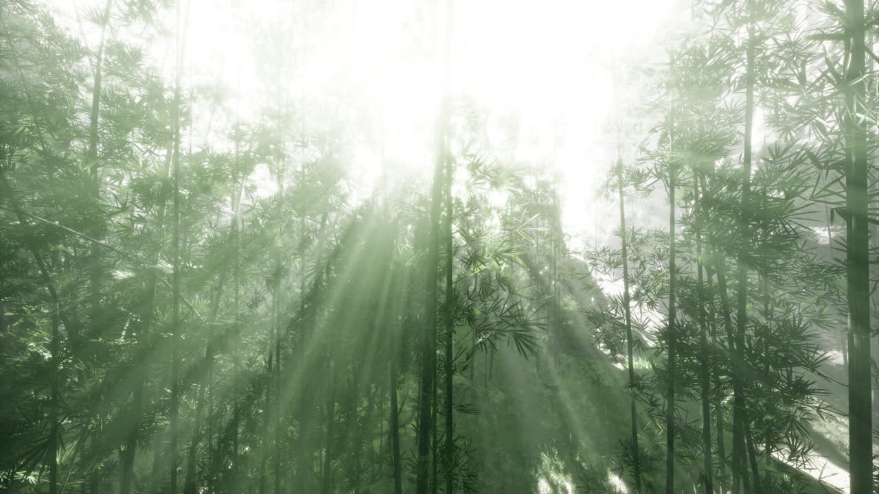 Shimmering sunlight filtering through lush green bamboo forest leaves