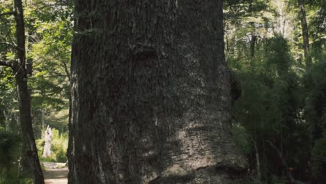 down-and-up-movement-of-big-trees-in-the-mountains-of-Chile