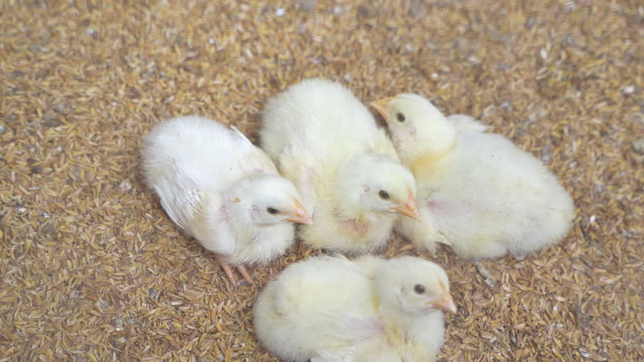 There are baby chickens in the poultry farm.