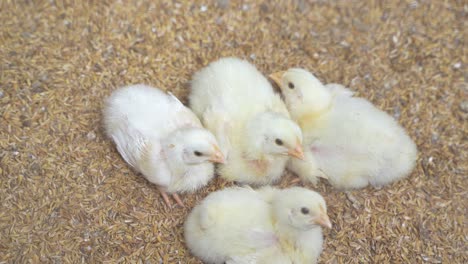 there are baby chickens in the poultry farm.