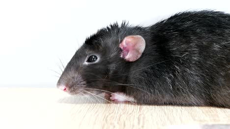 animal domestic gray rat close-up