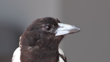 close-up of a magpie turning its head