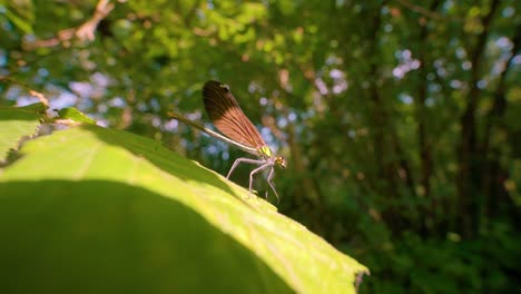 Close-up-of-a-blue-dragonfly-on-branch,-Ebony-Jewelwing-flying-away-in-slowmotion