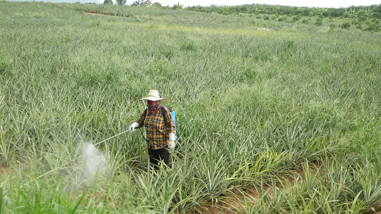 Irrorazione di fertilizzante in una piantagione di ananas in Thailandia