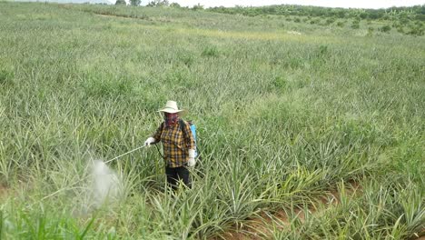 Fertilizer-Spraying-on-Pineapple-Farm-in-Thailand