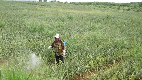 fumigación de fertilizantes en una granja de piñas en tailandia
