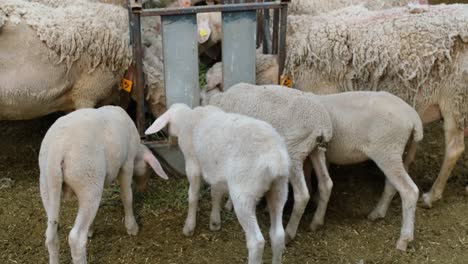 ovejas en una granja de rebaños
