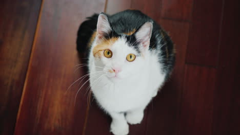 cool cat carefully watches someone turns his head from side to side