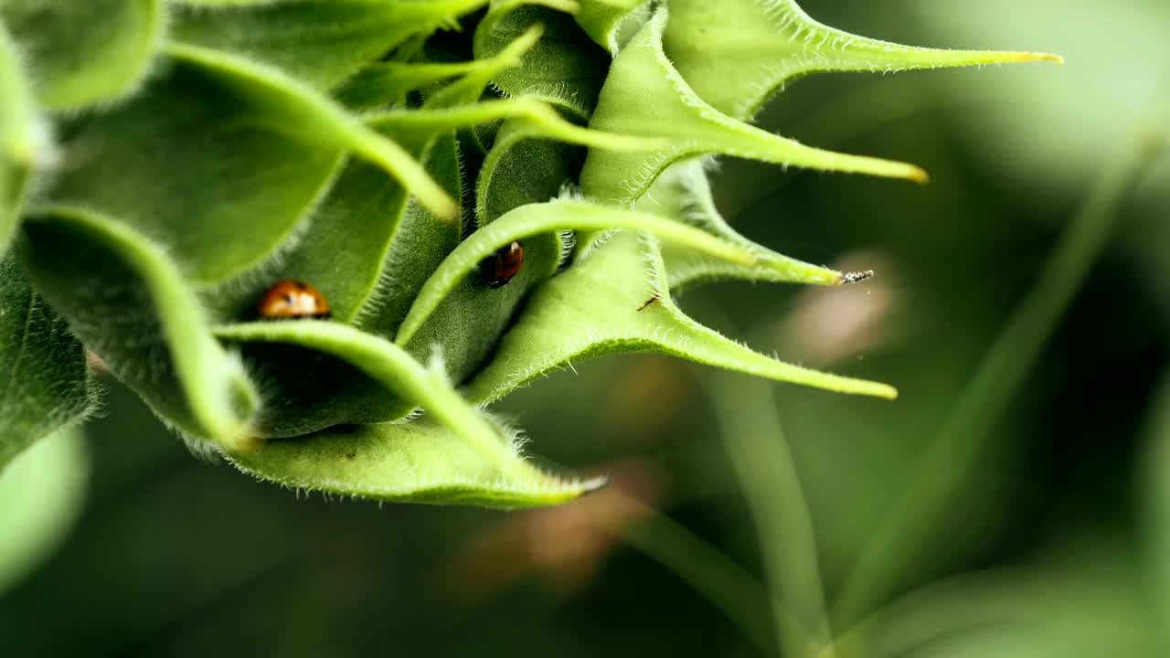 해바라기 어리 에 있는 두 마리 의 애벌레 의 가까운 모습