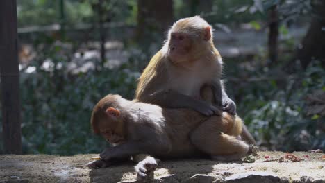 some monkeys picking the fleas and lice out of their hair