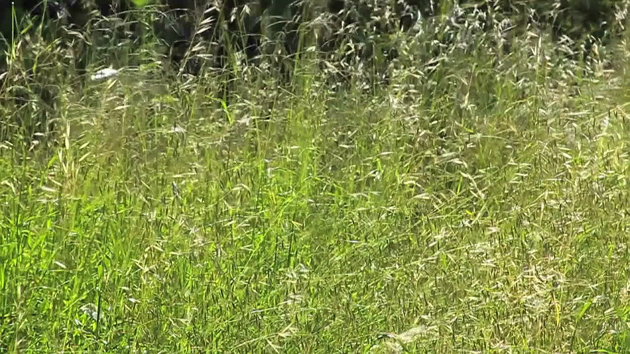 la hierba alta sopla en el viento