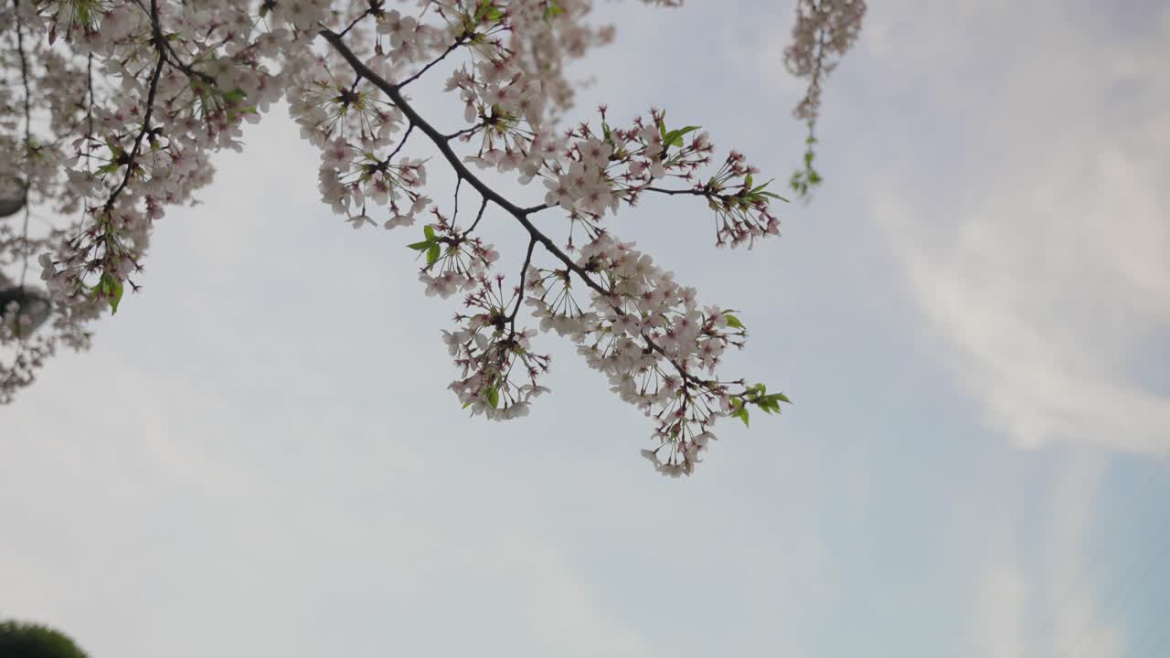 Sakura Branch with Blue Sky Background | Peaceful Spring in Japan | 120fps, 20% speed