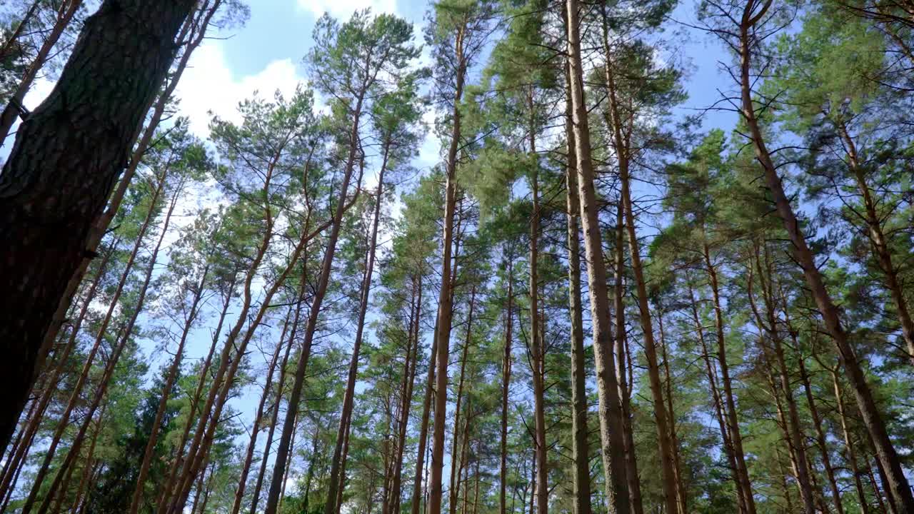 Slender pines with straight trunks in forest. Slim and tall pines grow in wood