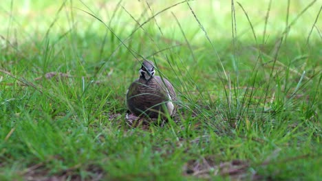 squatter pigeon looking for food