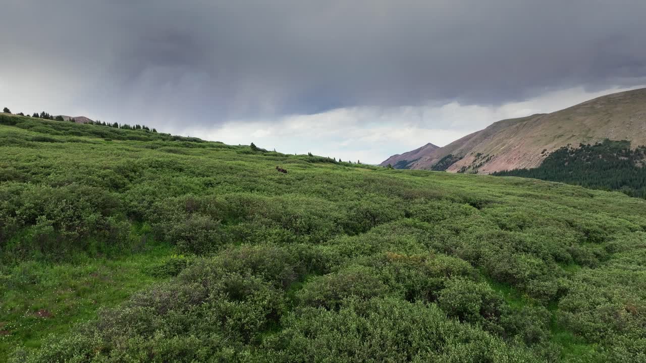 el dolly aéreo se eleva a lo largo del paisaje de arbustos, el alce solitario atraviesa arbustos gruesos en la ladera