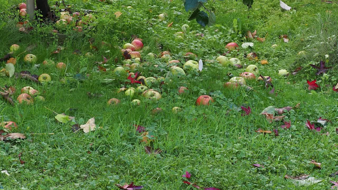 Wind fall apples fallen on grass in autumn