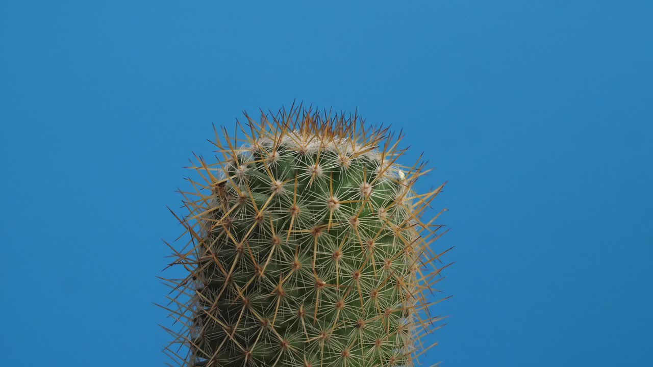 Primo piano di Cactus Vecchia Signora che gira su se stesso su sfondo blu