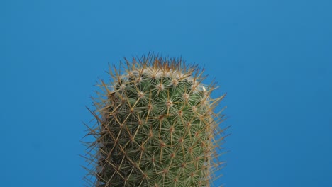 close up de la vieja planta de cactus girando a su alrededor en el fondo de la pantalla azul