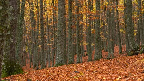 día ventoso en el bosque de otoño