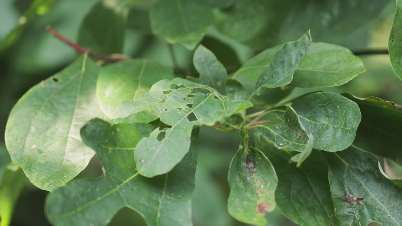 Still look in 4k at fresh green leaves.