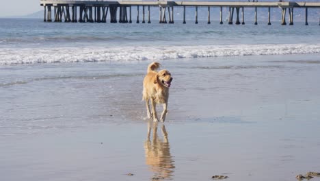 golden retriever dog running with ball toy in mouth on sandy beach, slow motion