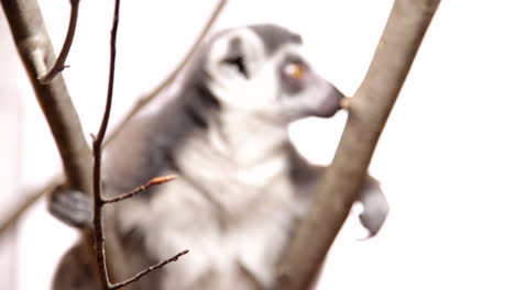 rack focus from lemur to branch peeking