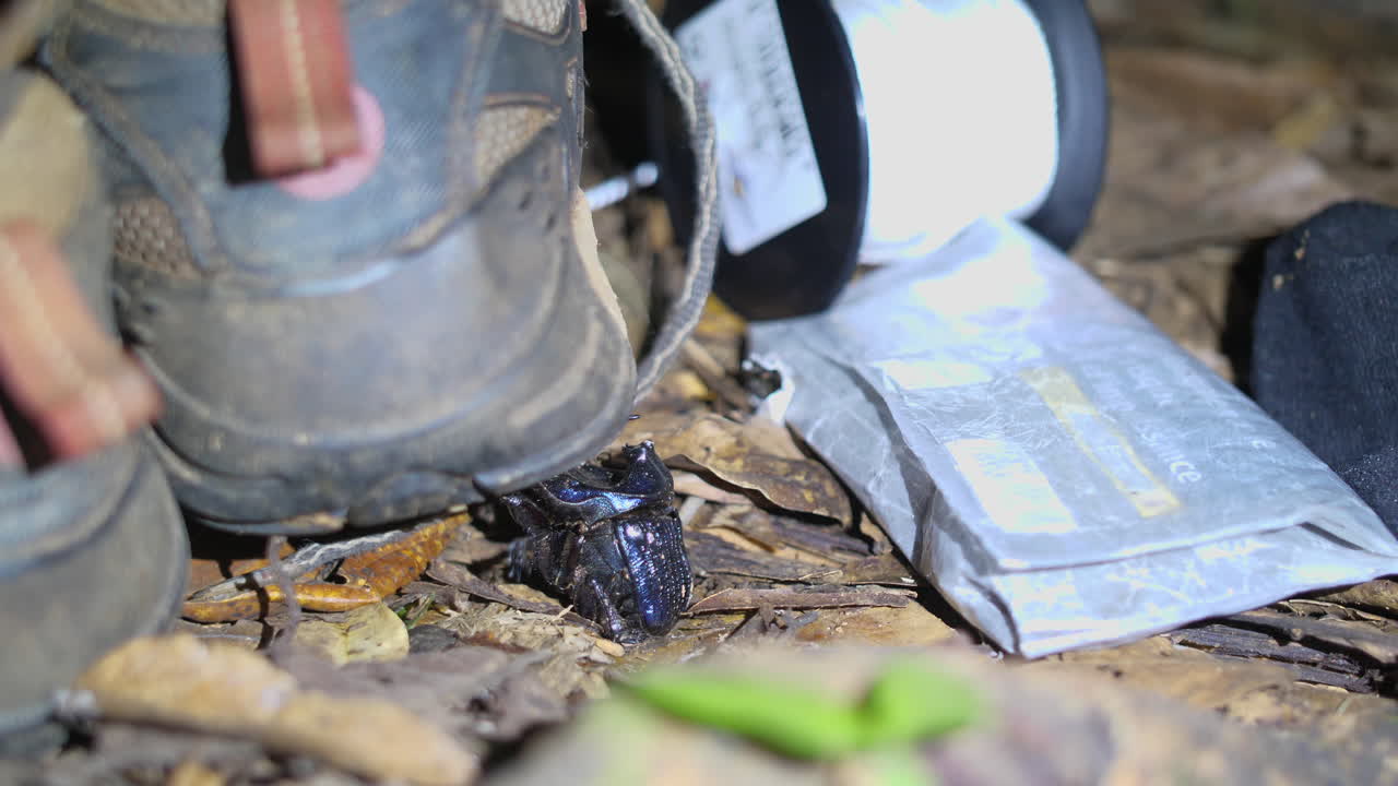 escarabajo rinoceronte azul levantando un zapato en la selva amazónica de la guyana francesa