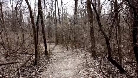 Walking-through-the-empty-woods-in-POV