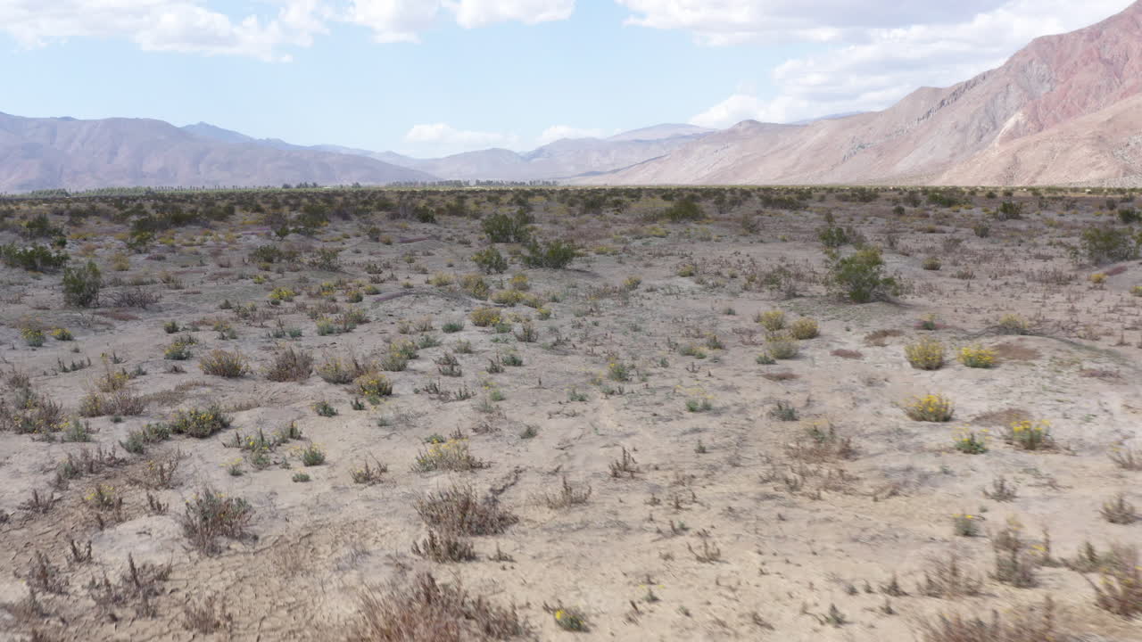 volando sobre extensas tierras secas: escasas flores silvestres, imágenes de drones