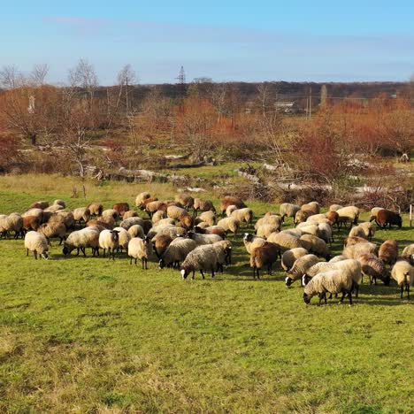 grazing sheep in nature. herd of domestic animals eating grass in the rural place. group of sheep on pasture at sunny daytime. livestock agriculture.