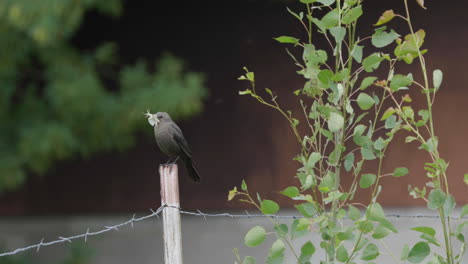 small gray catbird with his prize of a grasshopper type insect for lunch