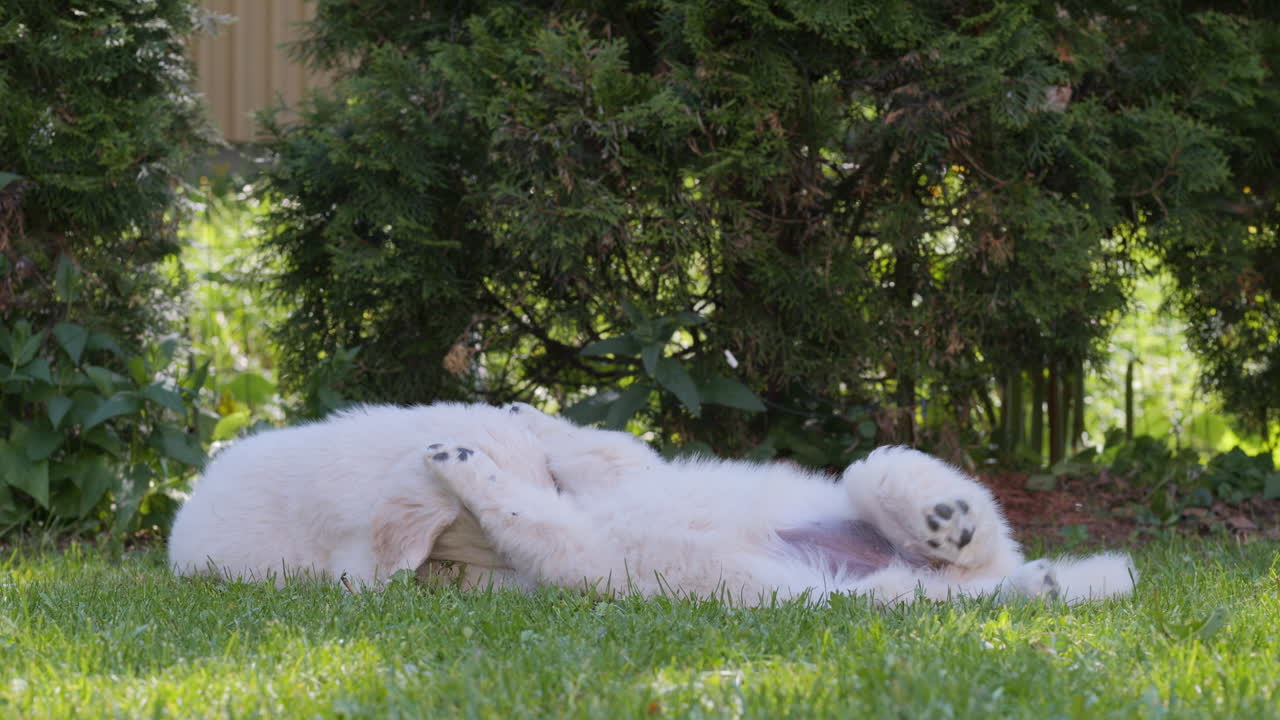두 마리의 어린 골든 리트리버 강아지가  ⁇ 은 날 여름 풀에서 놀고 있습니다.