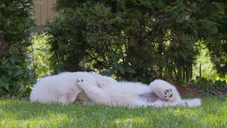 dos jóvenes cachorros de golden retriever juegan en la hierba de verano en un día soleado