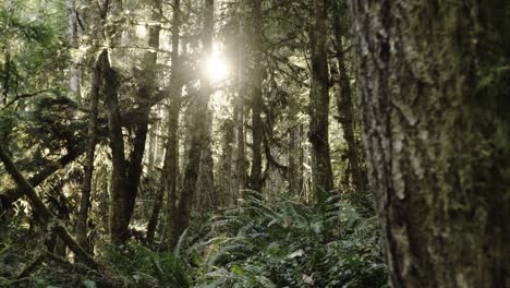 Big-ferns-and-trees-at-golden-hour-in-washington