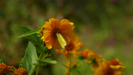 una hermosa mariposa se sienta en el girasol, el viento