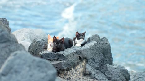 Gatitos-Callejeros-Tomando-El-Sol-En-Las-Rocas-De-La-Orilla