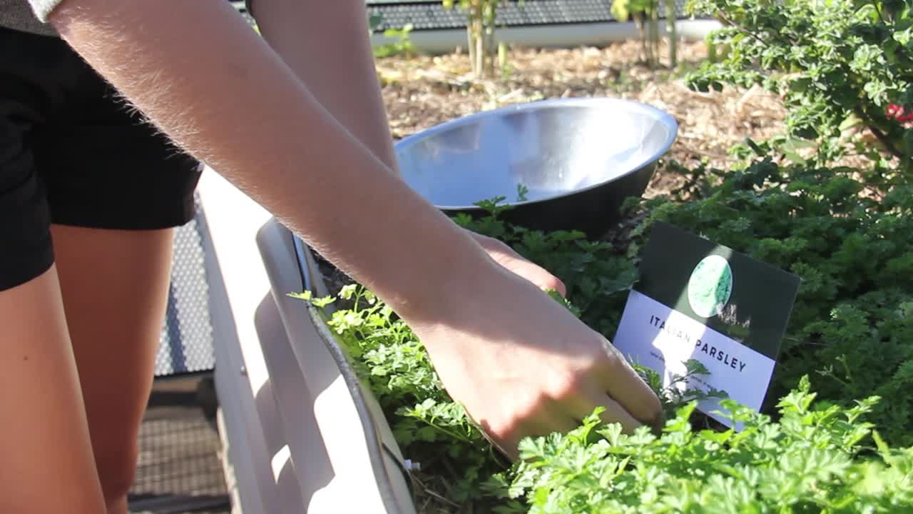 primer plano de una chica recogiendo hierbas frescas del huerto en la azotea durante el día soleado