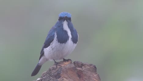 the ultramarine flycatcher, also known as the white-browed blue flycatcher, a winter migrant to thailand, is very friendy to people