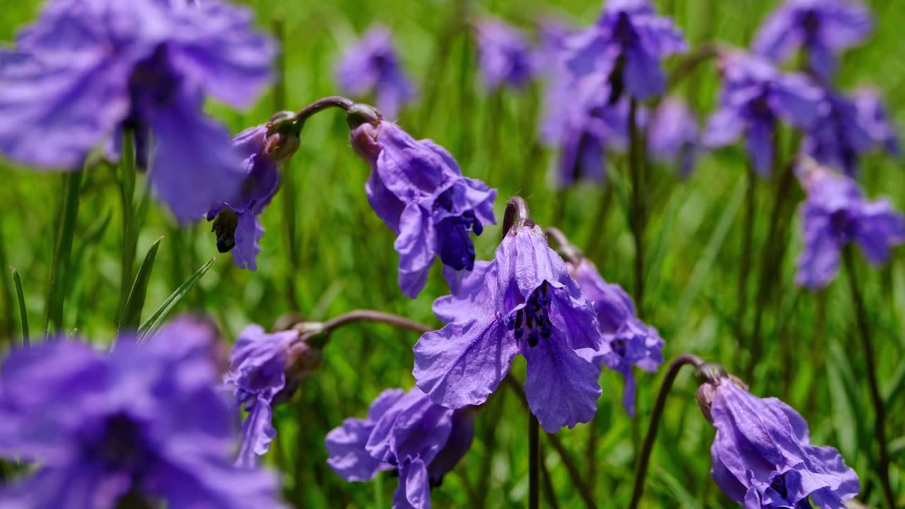 Close-up video of purple flowers in a field, captured from a low angle