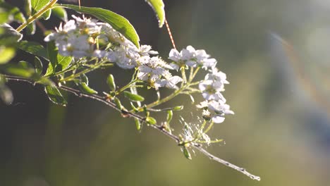 Zarter-Frühlingsnaturhintergrund,-Vogelkirsche,-Auch-Bekannt-Als-Hackberry,-Statischer-Schuss